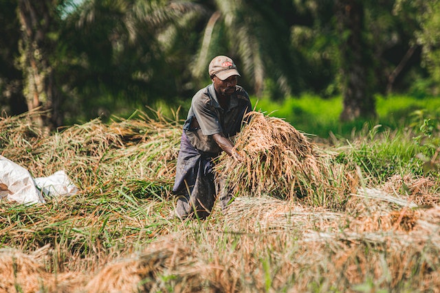 Meningkatkan ketahan pangan di Indonesia masih menjadi pekerjaan rumah bersama